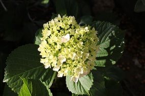 pale yellow flowers in the garden