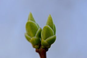 young leaves on a branch