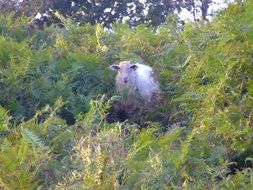 cute sheep rural portrait in countryside