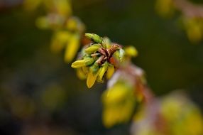 closed yellow buds of plants