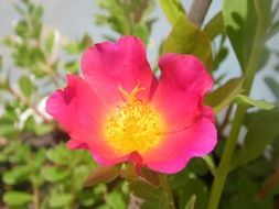 Pink linda flower