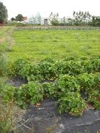 Growing vegetables in the vegetable garden