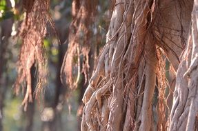 brown tree root