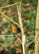 small bird on a plant close up