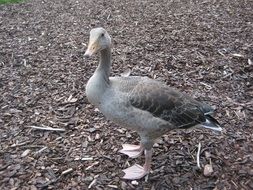 gray goose