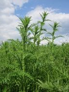 carduus acanthoides plant against the sky with white clouds