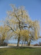 isolated tree in summer