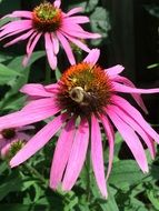 withered pink flower in the garden