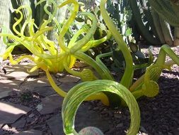 light green plant in the desert