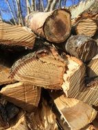 marvelous wood spring nature