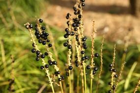 berries on a plant