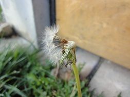 unusually beautiful dandelion close-up on blurred background