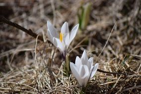 white spring flowers in the forest