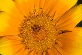 ladybug on a yellow daisy close-up