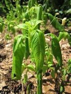 green plant, small balsam