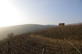 Picturesque vineyards in the haze in france