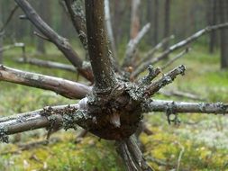 collection branches forest