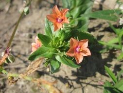 lysimachia arvensis