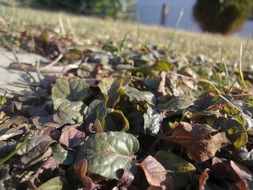 frost and dry leaves lie on the ground