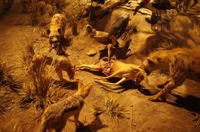 lions eat prey
