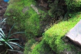 Moss on the stairs