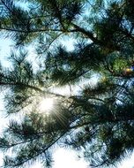 sun shining through pine branches