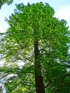 tree plant in park