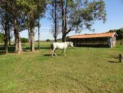 Horse lives on a farm