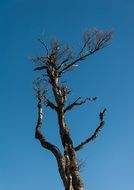 tree with bare branches against the blue sky in winter