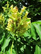 extraordinary beautiful aesculus flava