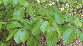 new beech leaves at forest close up