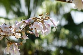 White closeup blooms on branch