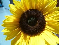 decorative sunflower