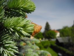 young cone on a pine branch