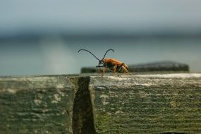 Insect on the wood with the moss close-up on blurred background