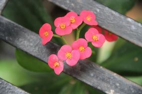 natural beauty of flowers