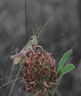 Grasshopper on the plant close-up