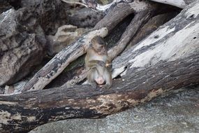 amazing monkey on a fallen tree