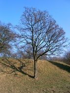 late autumn tree