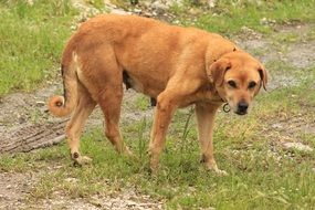 shepherd dog outdoor portrait