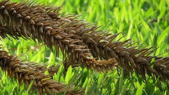 closeup picture of dry grass spikelets on green grass background