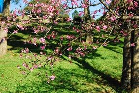 cherry tree blossoming