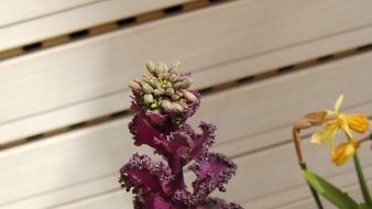 plant with purple inflorescence close up