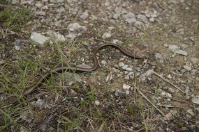 snake natrix