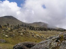 flora of mountains