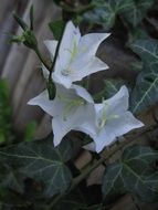 herbs blossom in the garden