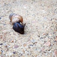 black crawling snail