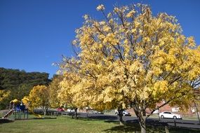 Sunny Yellow Trees on roadside