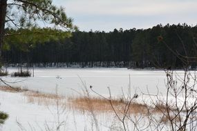 frozen lake foresr aback winter season