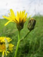 yellow dandelion on the background of the summer meadow